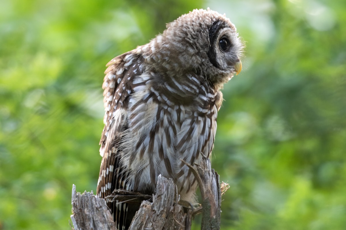 Barred Owl - ML621780637