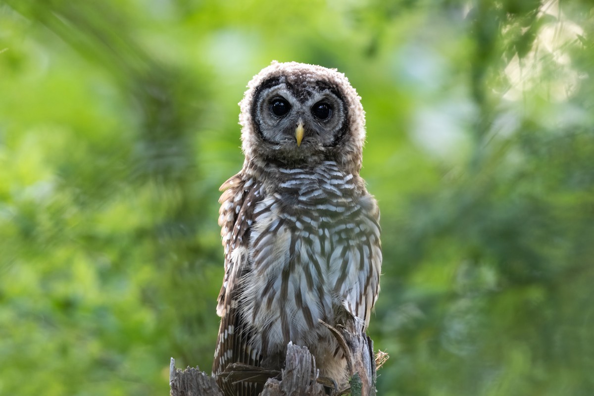 Barred Owl - ML621780638