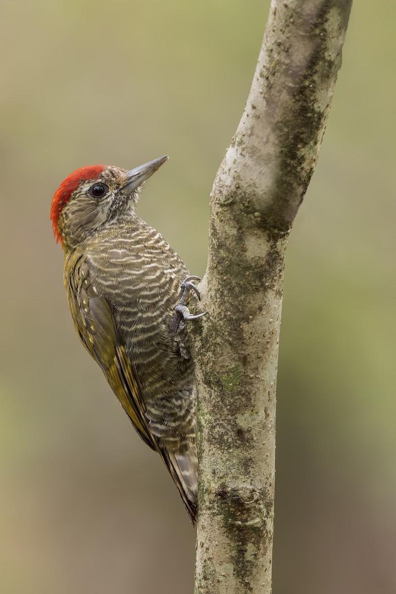 Dot-fronted Woodpecker - ML621780646