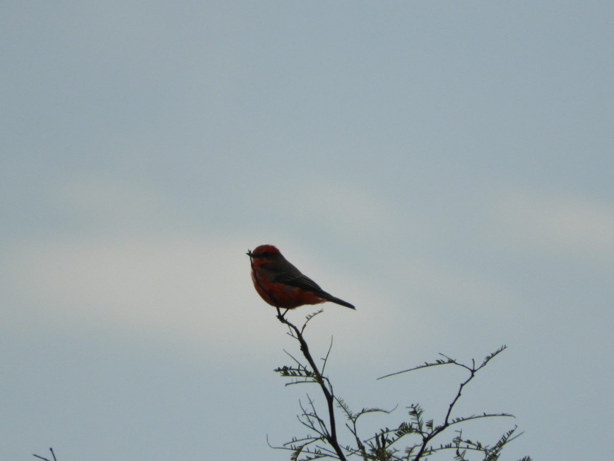 Vermilion Flycatcher - ML621780732