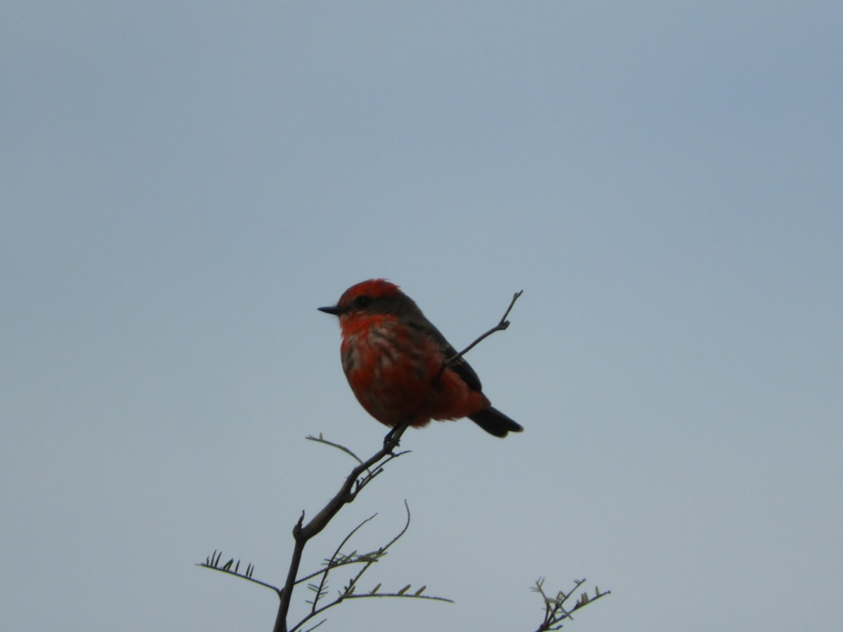 Vermilion Flycatcher - ML621780733