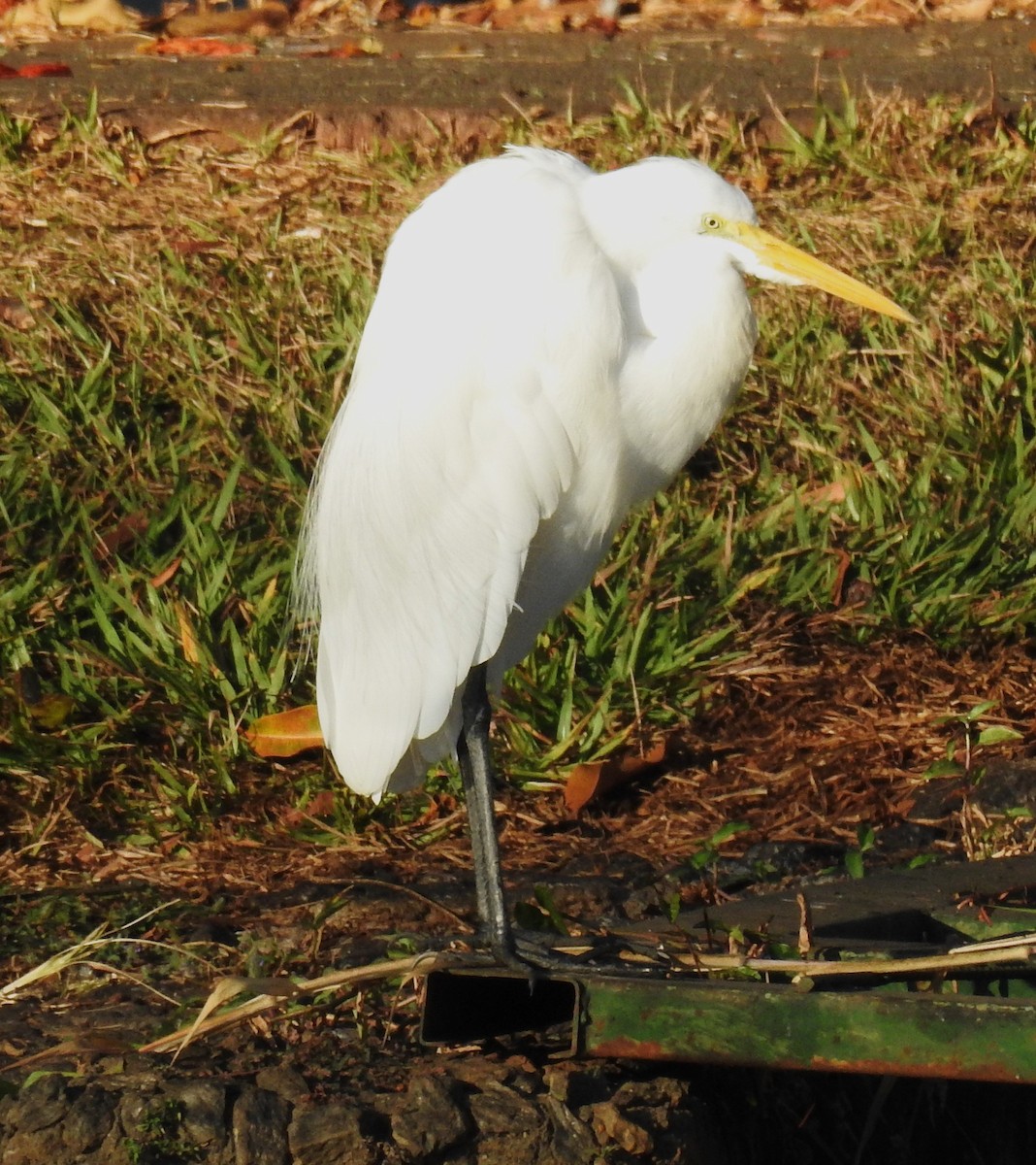 Grande Aigrette - ML621780781