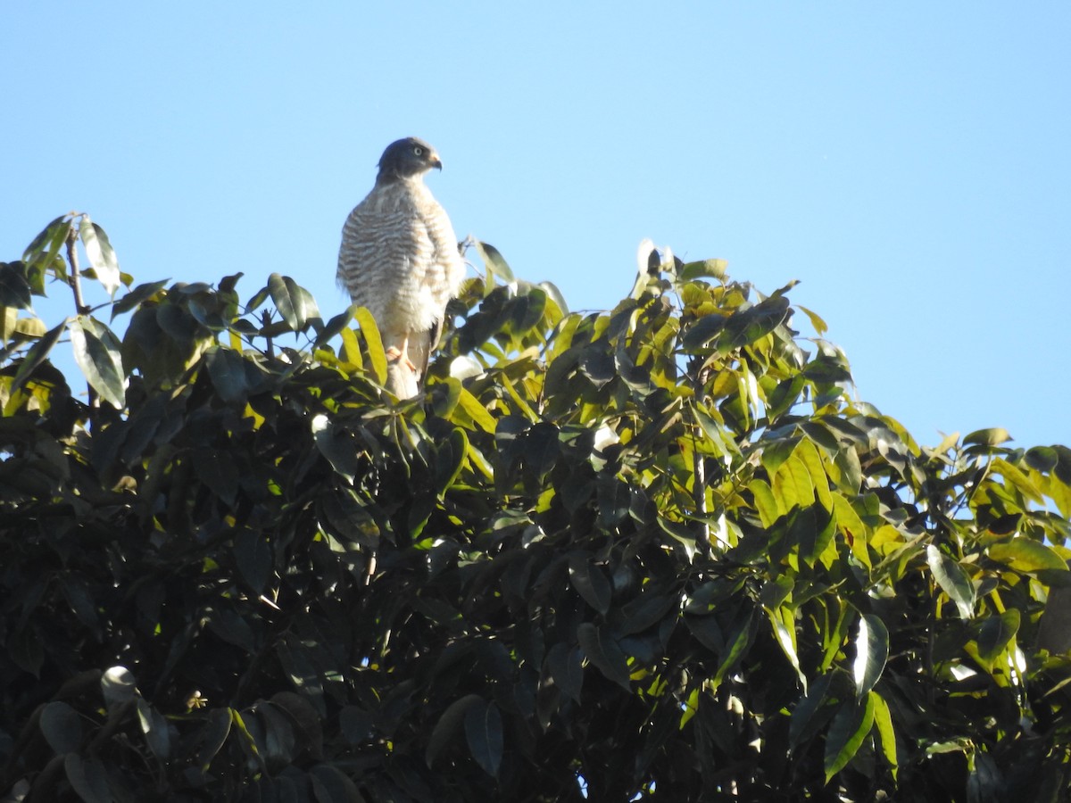 Roadside Hawk - ML621780800