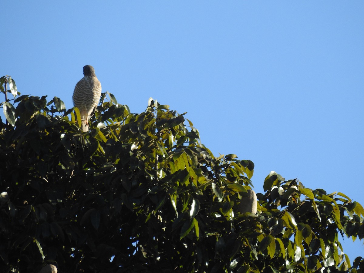 Roadside Hawk - ML621780801