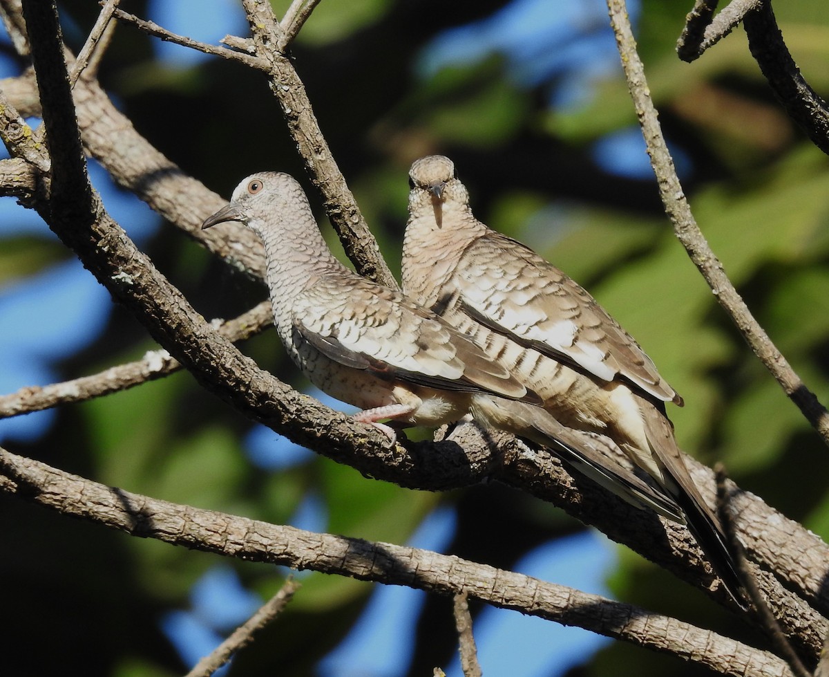 Scaled Dove - ML621780838