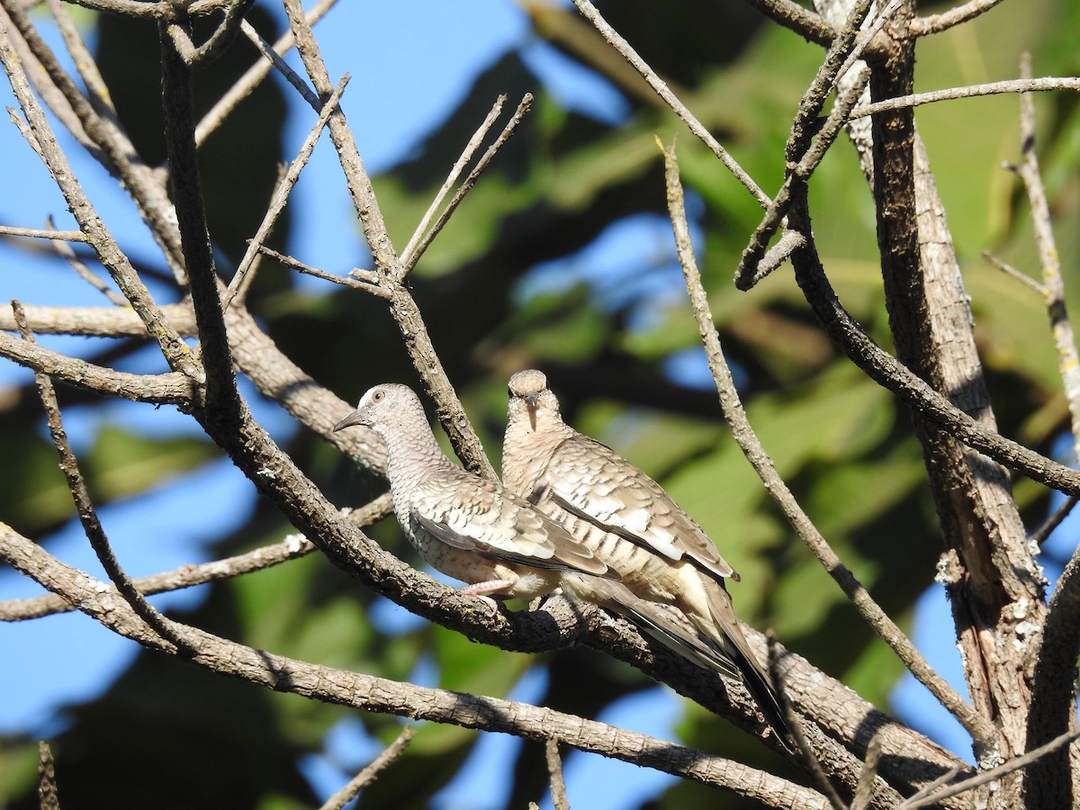 Scaled Dove - ML621780840