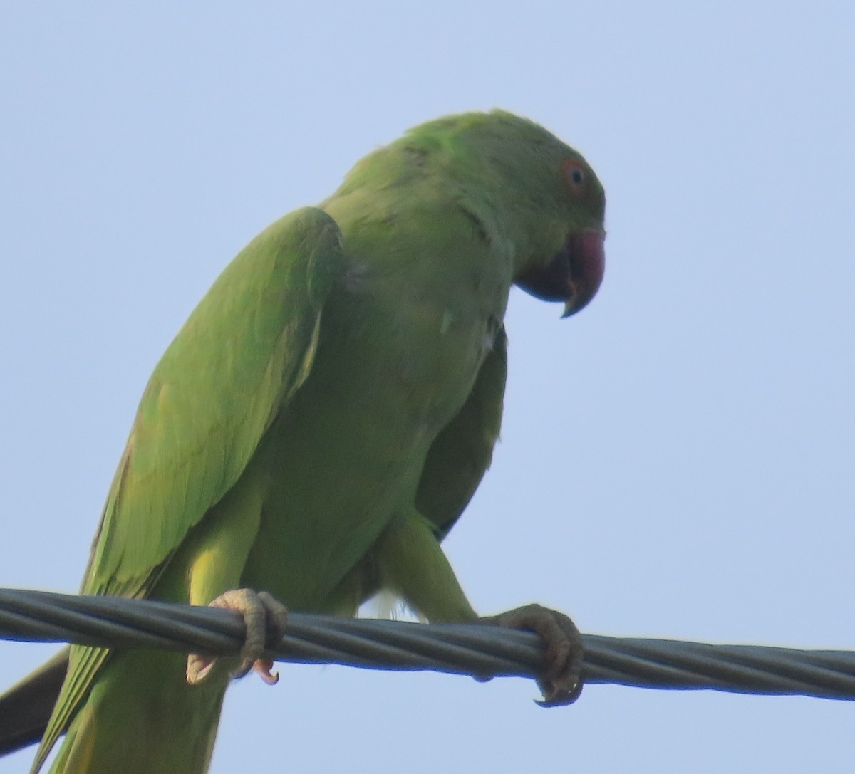 Rose-ringed Parakeet - ML621780889