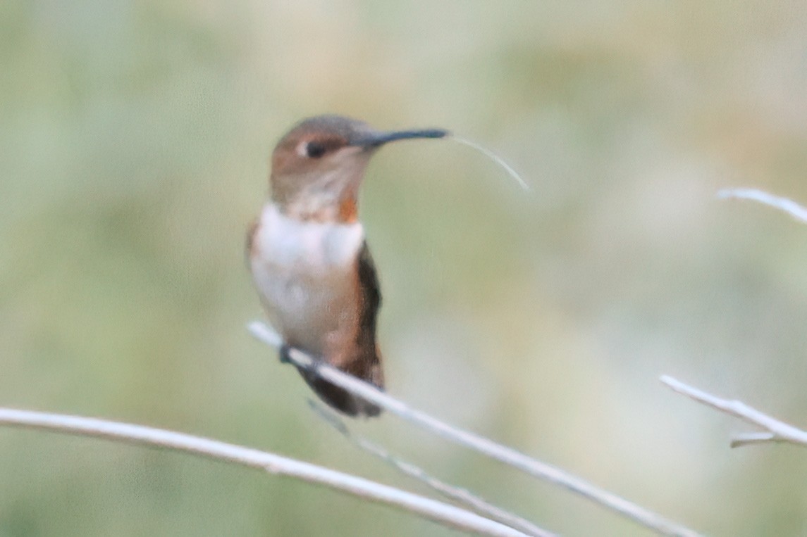 Allen's Hummingbird - ML621780966