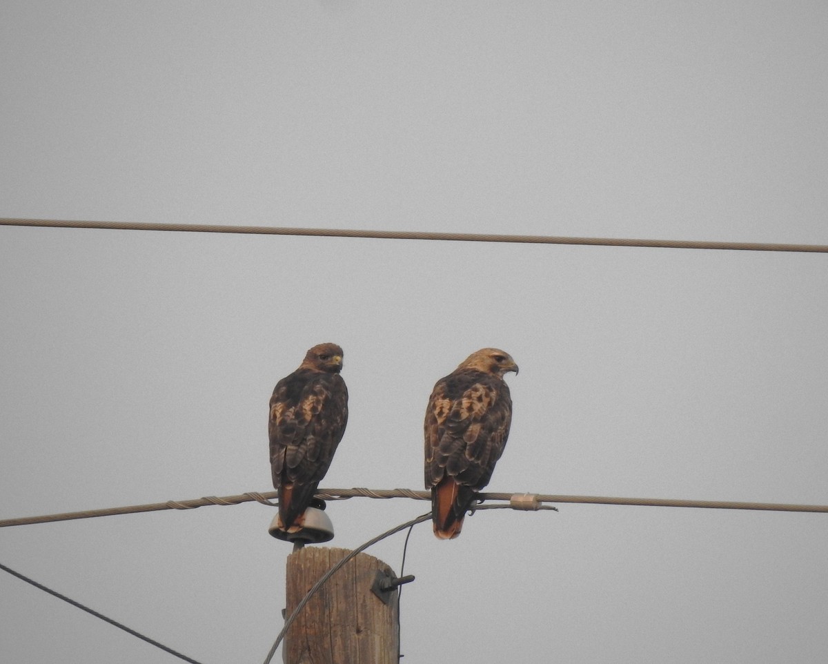 Red-tailed Hawk - ML621781150