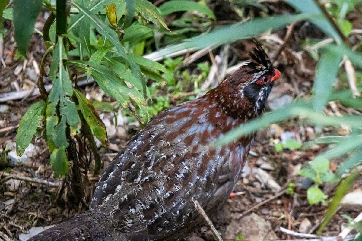 Long-tailed Wood-Partridge - ML621781192