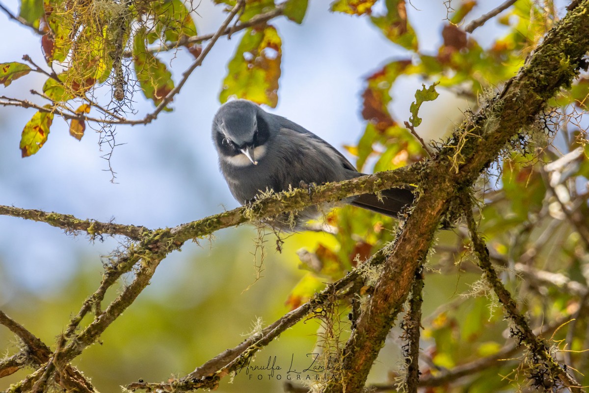 Dwarf Jay - ML621781198