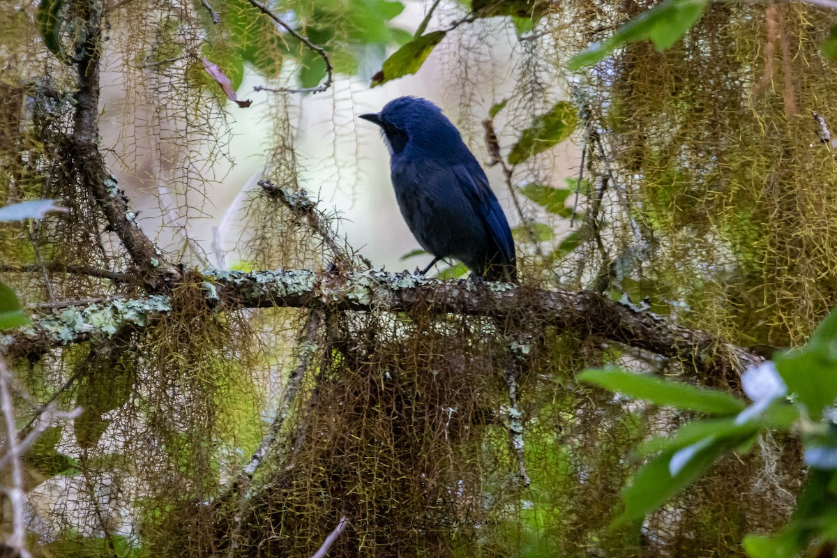 Dwarf Jay - ML621781199