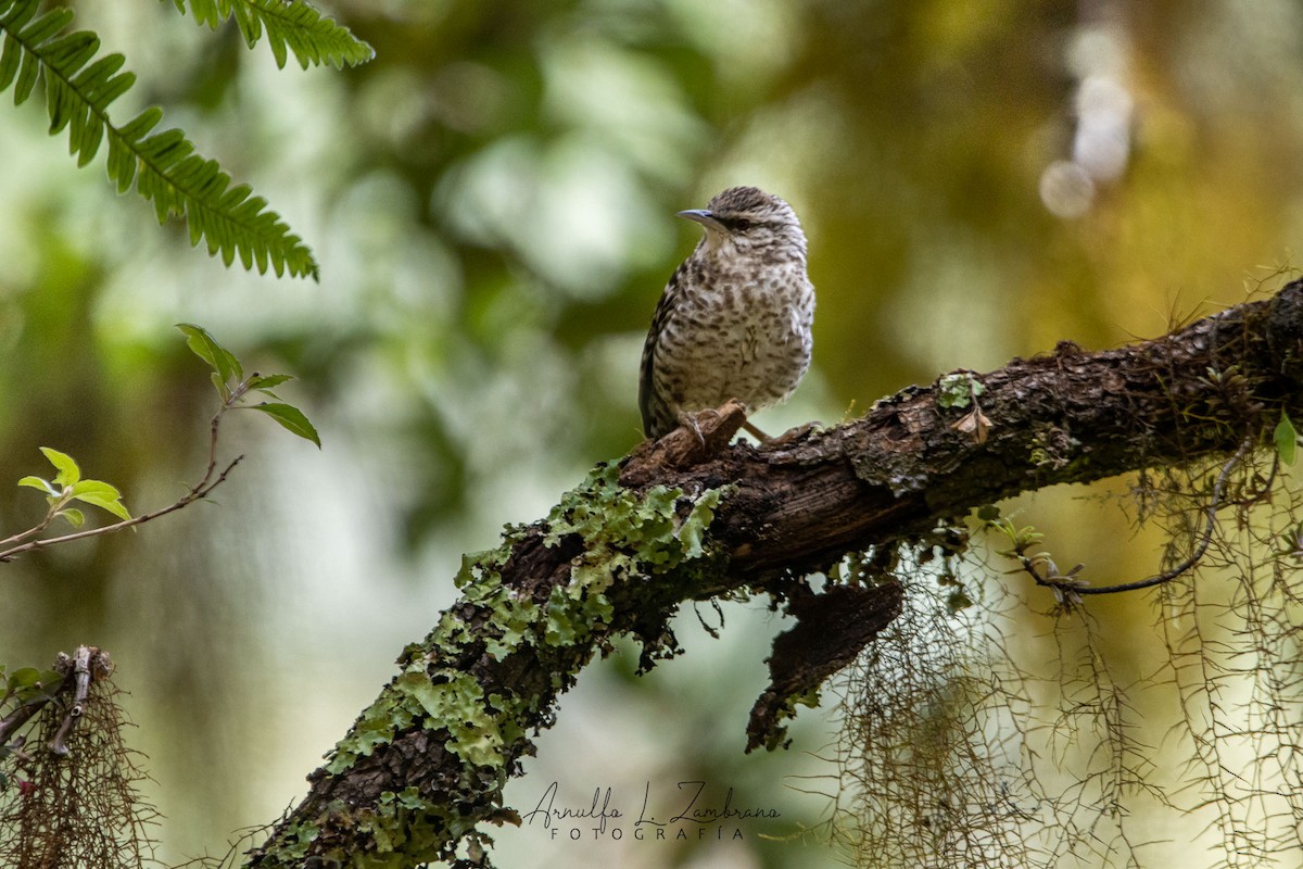 Gray-barred Wren - ML621781217