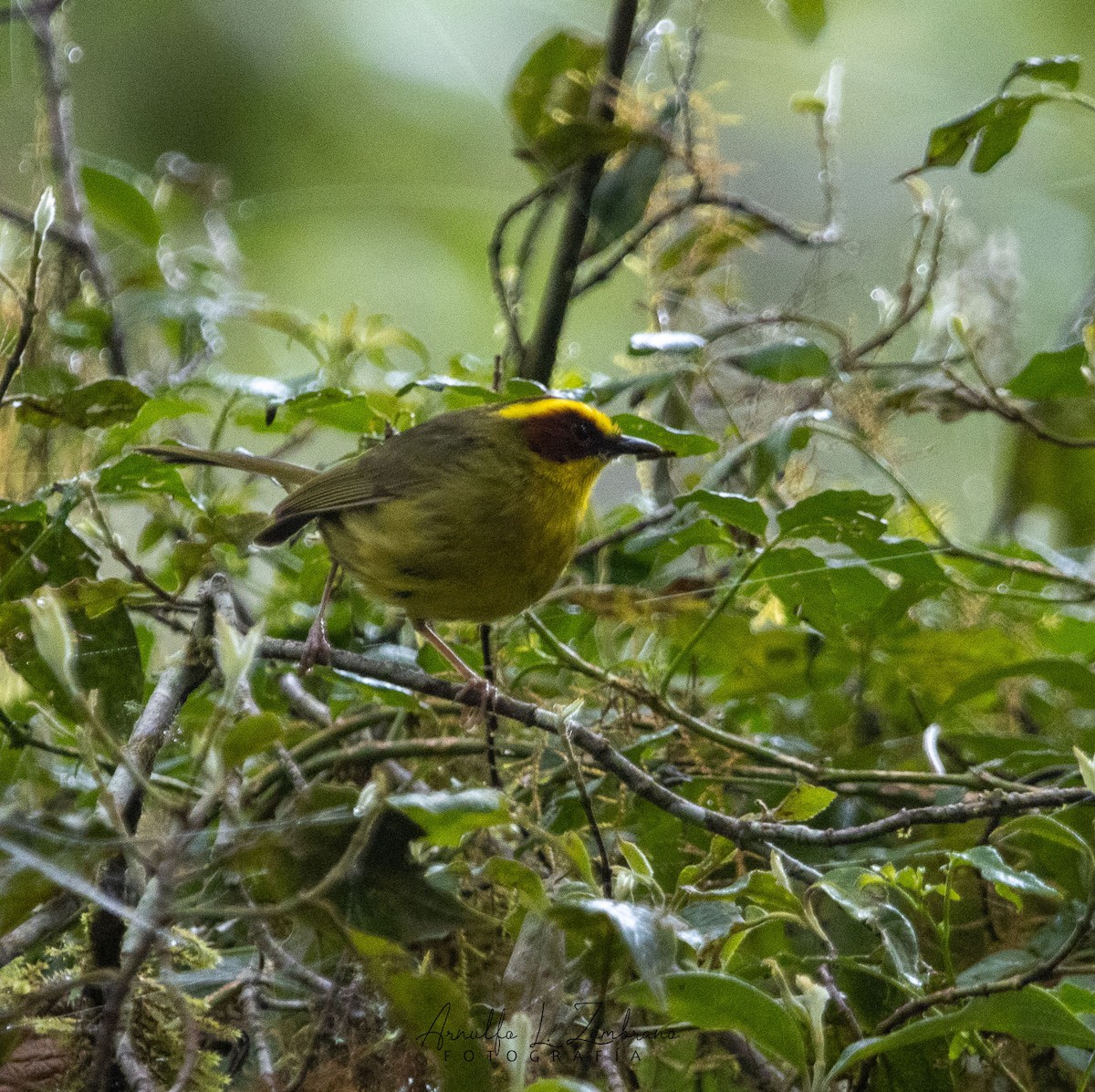 Golden-browed Warbler - ML621781228