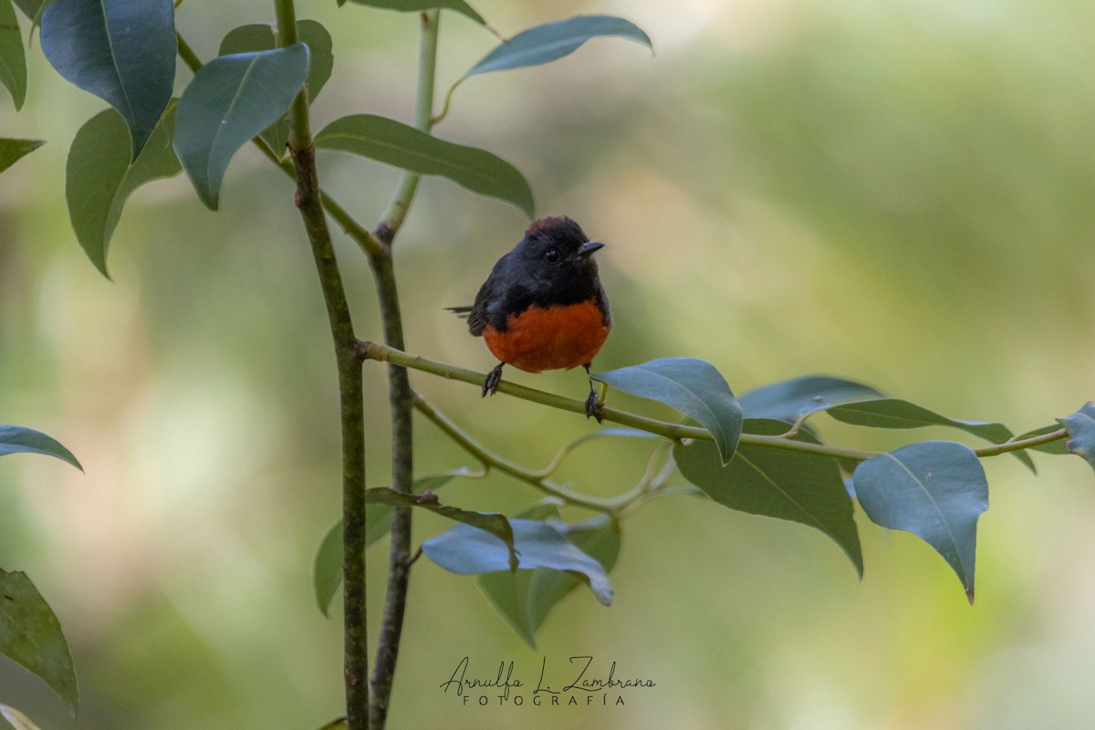 Slate-throated Redstart - ML621781232