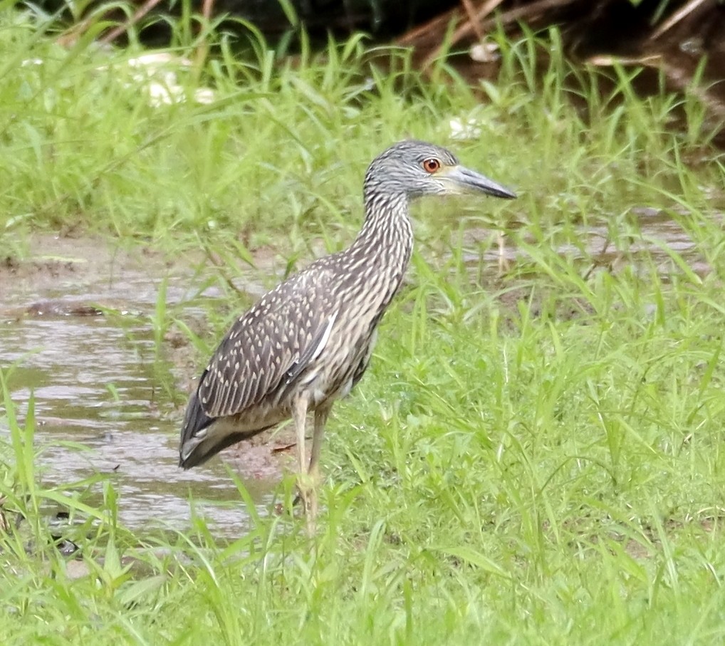 Yellow-crowned Night Heron - ML621781233