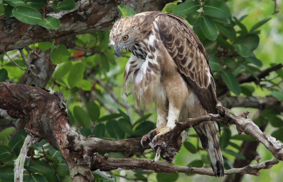 Changeable Hawk-Eagle (Changeable) - ML621781267