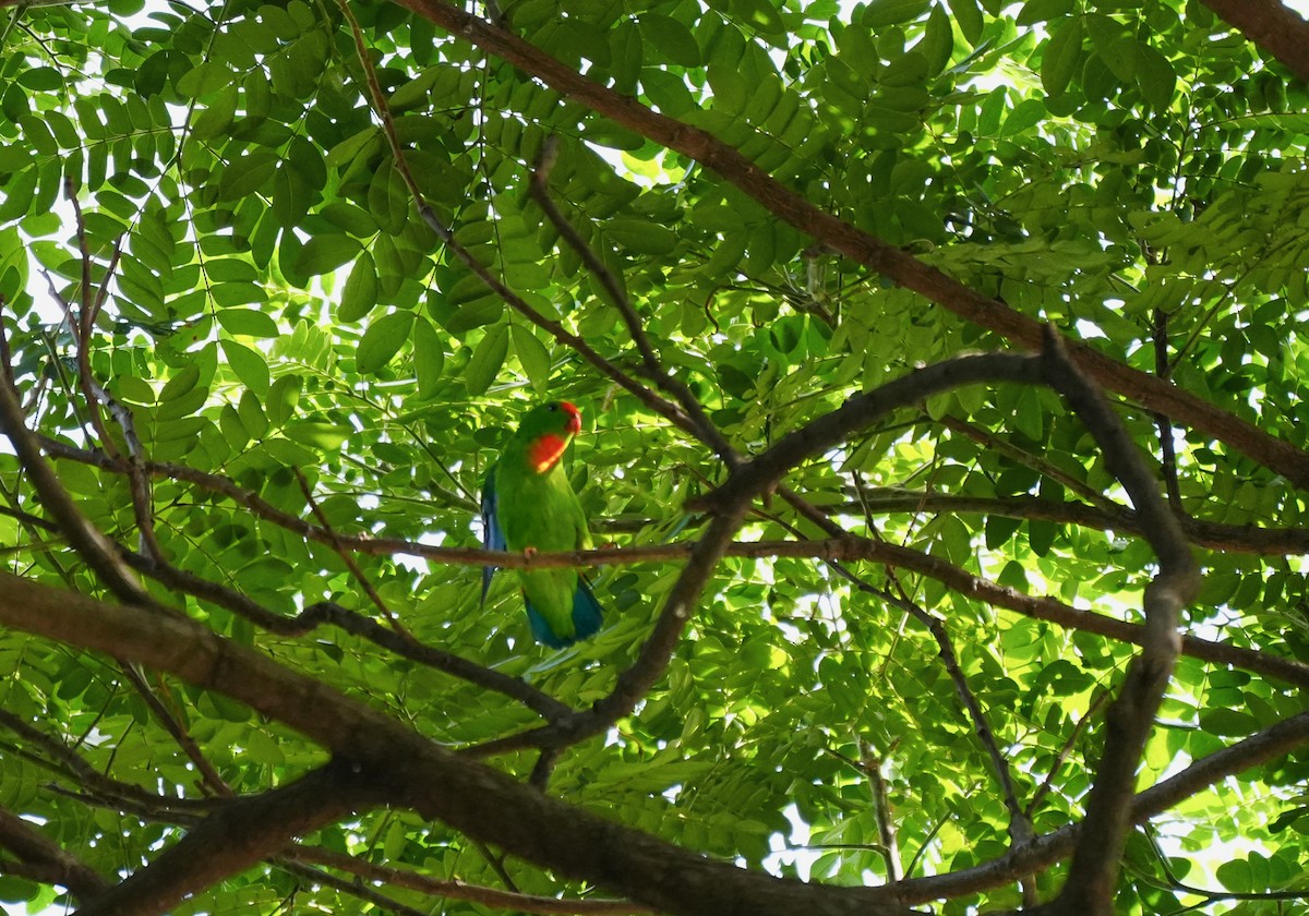 Philippine Hanging-Parrot - ML621781294