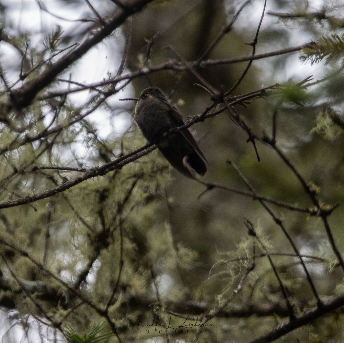 White-eared Hummingbird - ML621781302