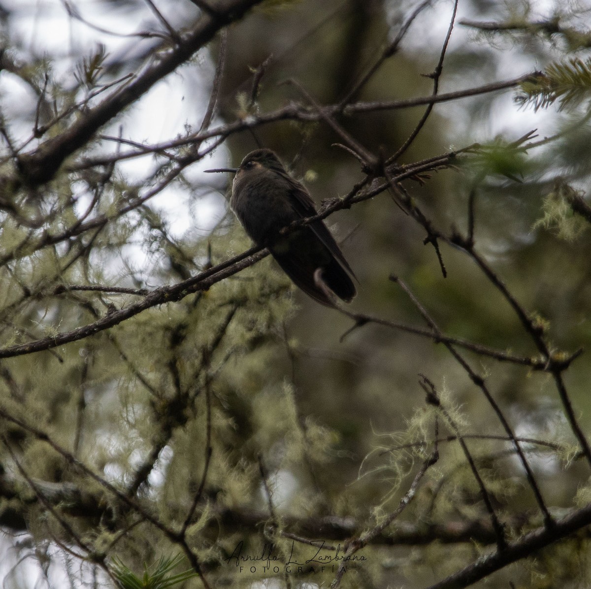 hvitørekolibri - ML621781302