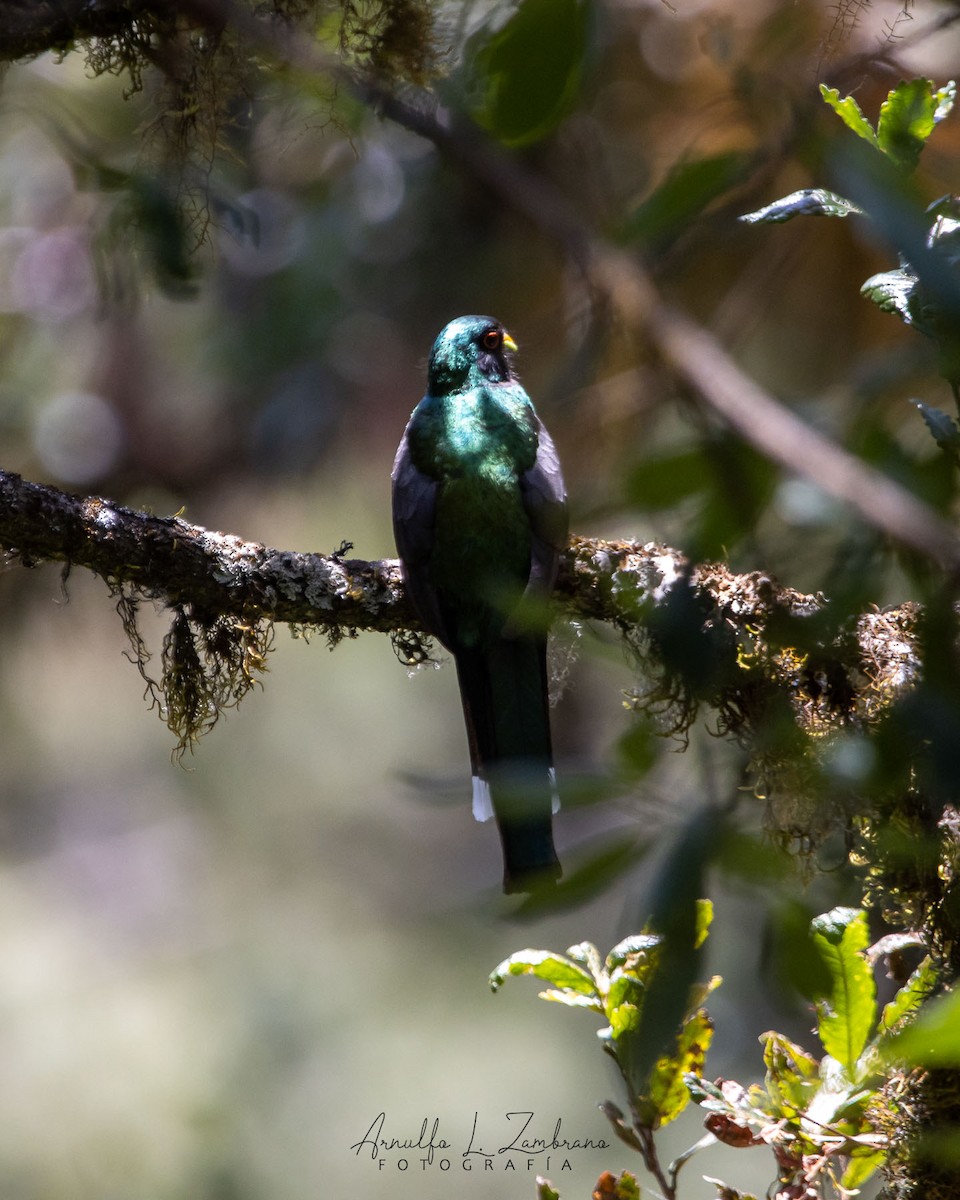 Mountain Trogon - ML621781309