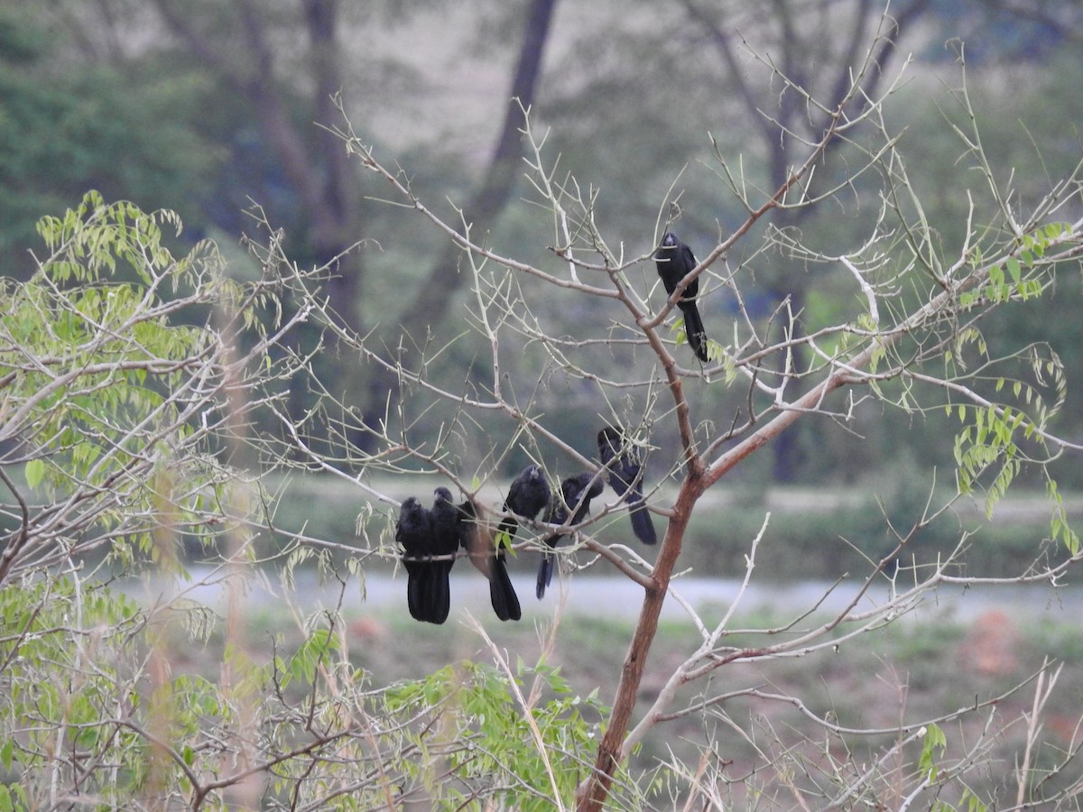 Smooth-billed Ani - ML621781311