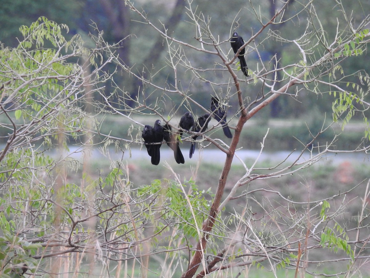 Smooth-billed Ani - ML621781312