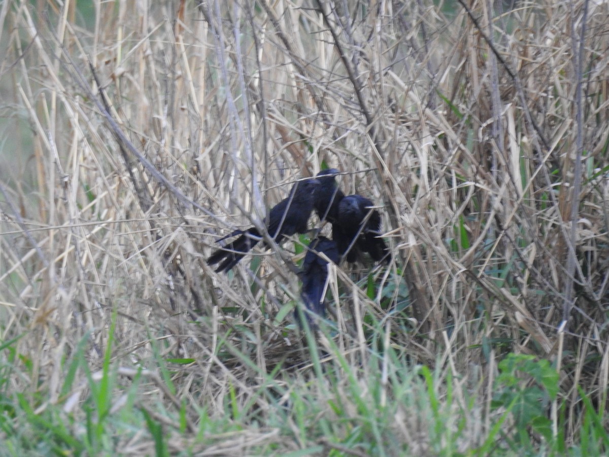 Smooth-billed Ani - Gleidson Nunes Ferreira