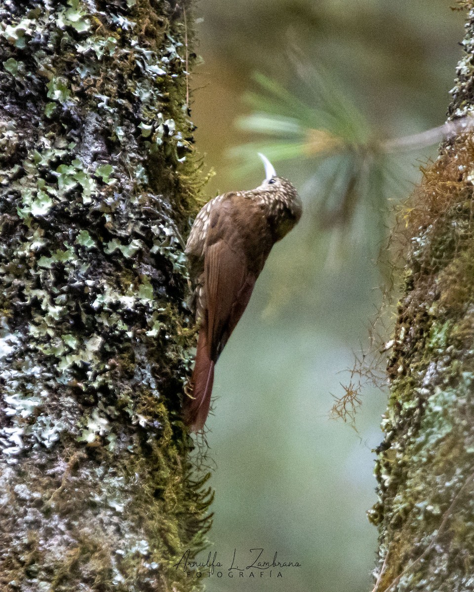 Spot-crowned Woodcreeper - Arnulfo López