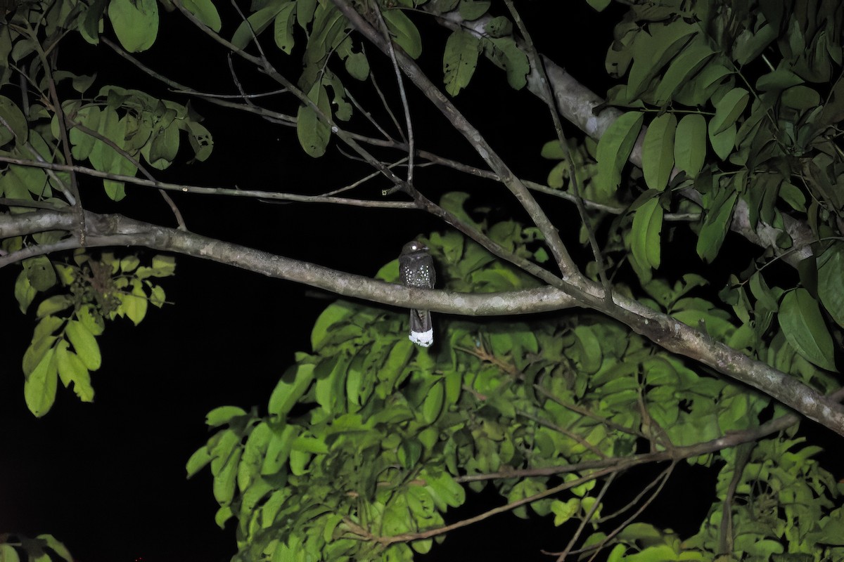 Ocellated Poorwill - Alejandro  Carvajal Rico