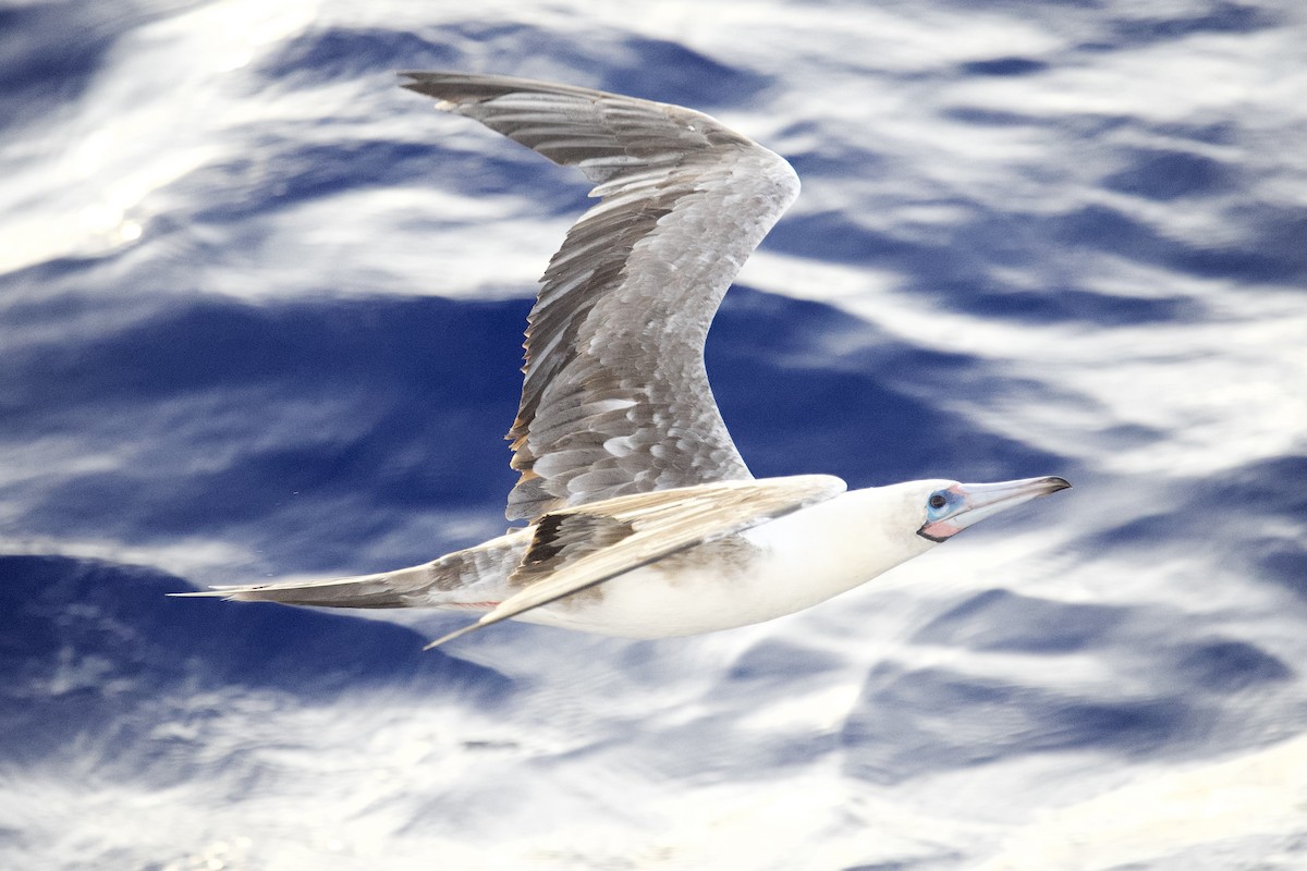 Red-footed Booby - ML621781350
