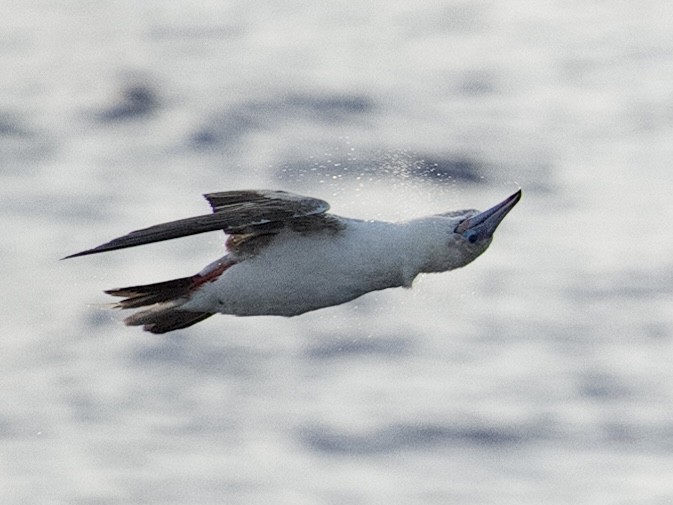 Red-footed Booby - ML621781351