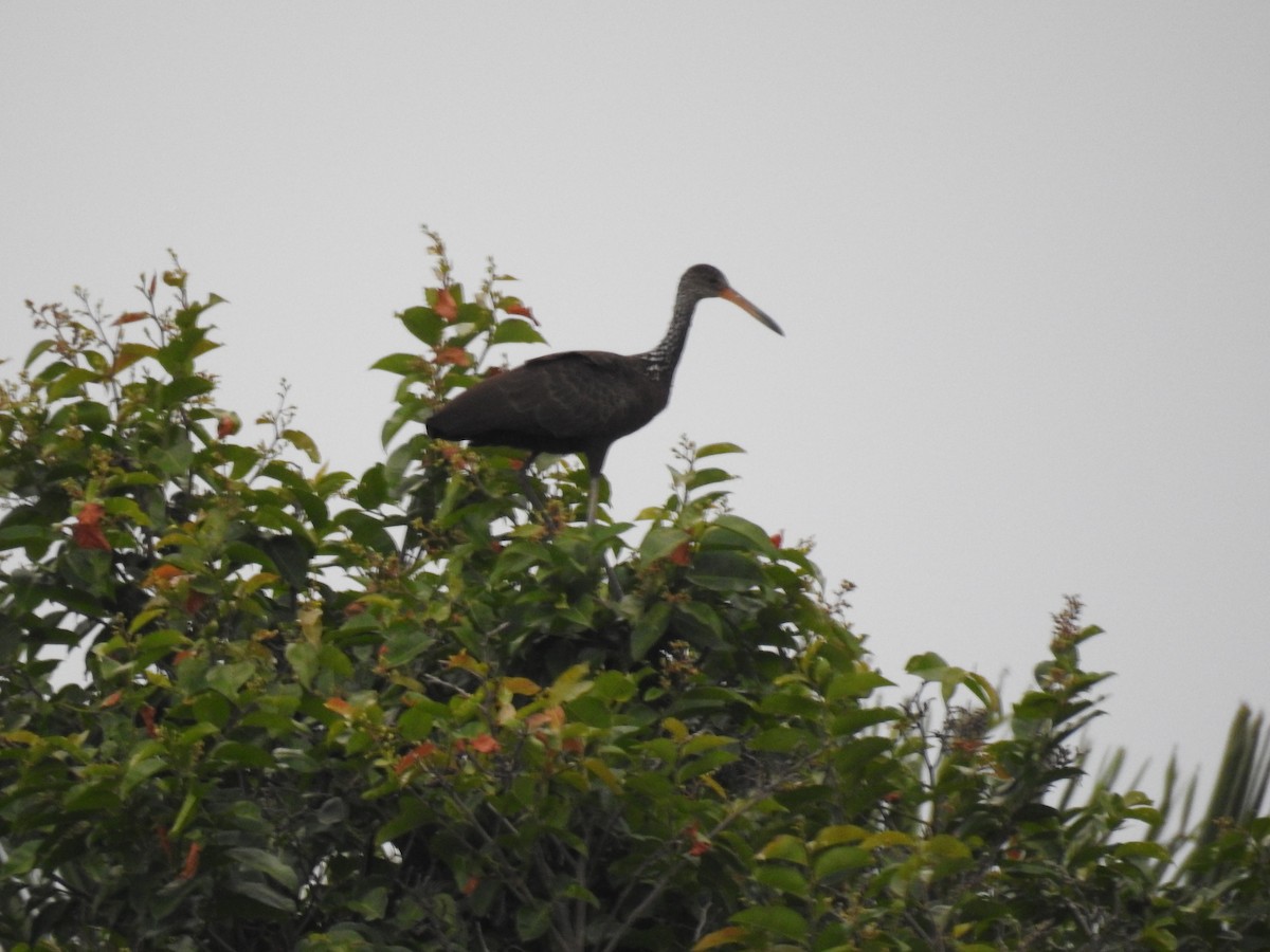 Limpkin - ML621781356