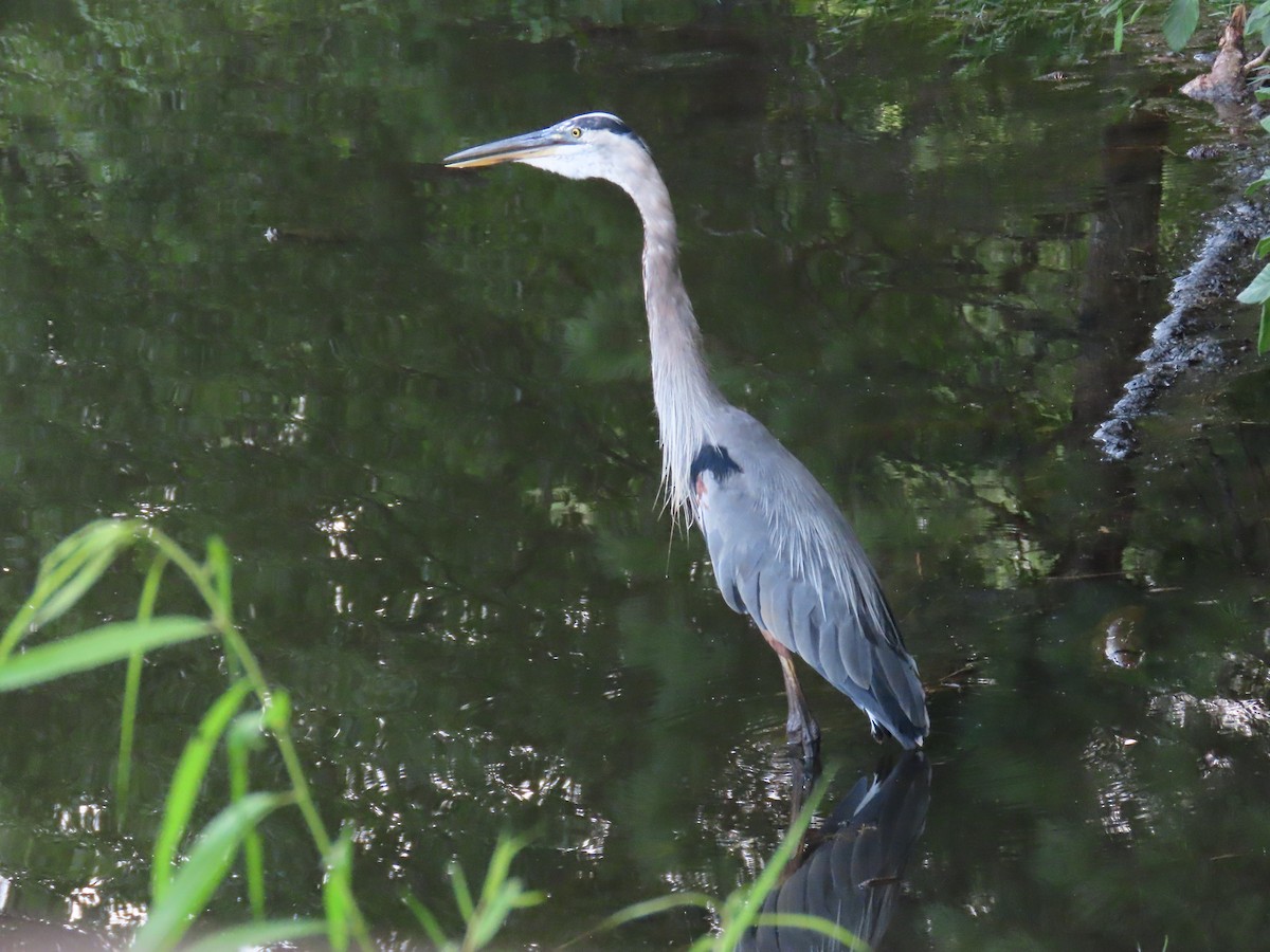 Great Blue Heron - ML621781361