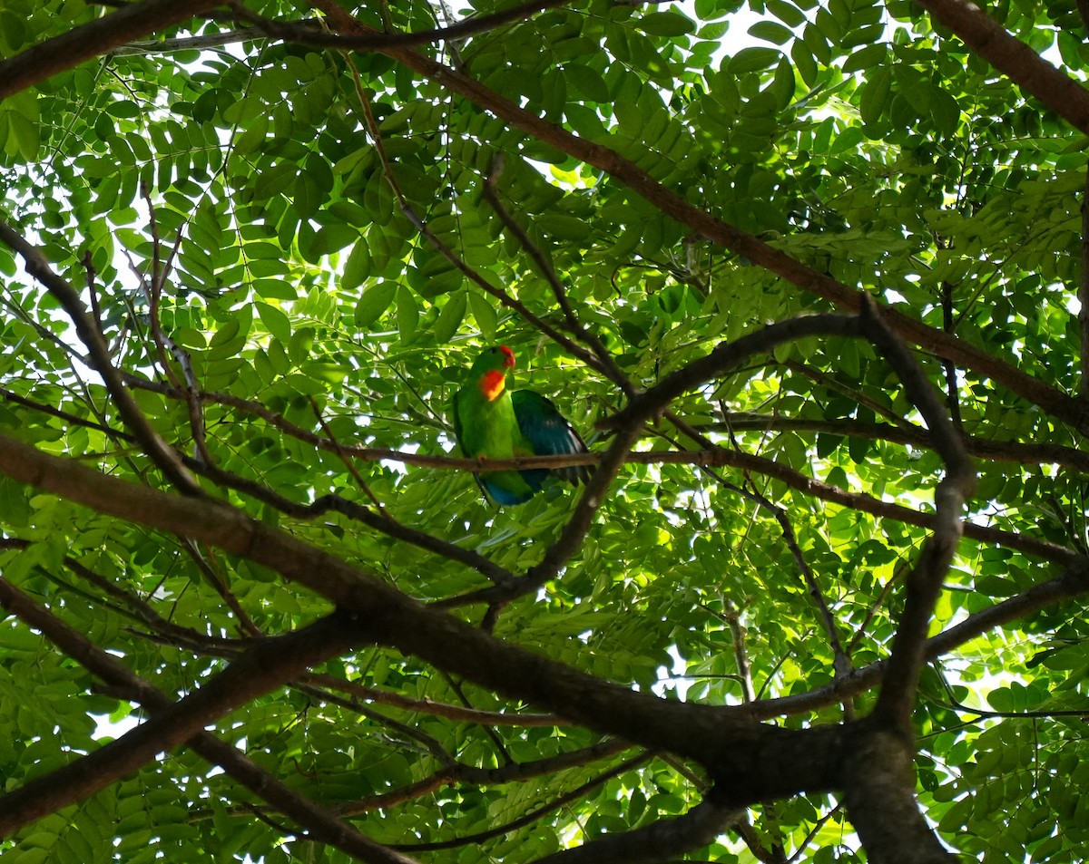 Philippine Hanging-Parrot - ML621781371