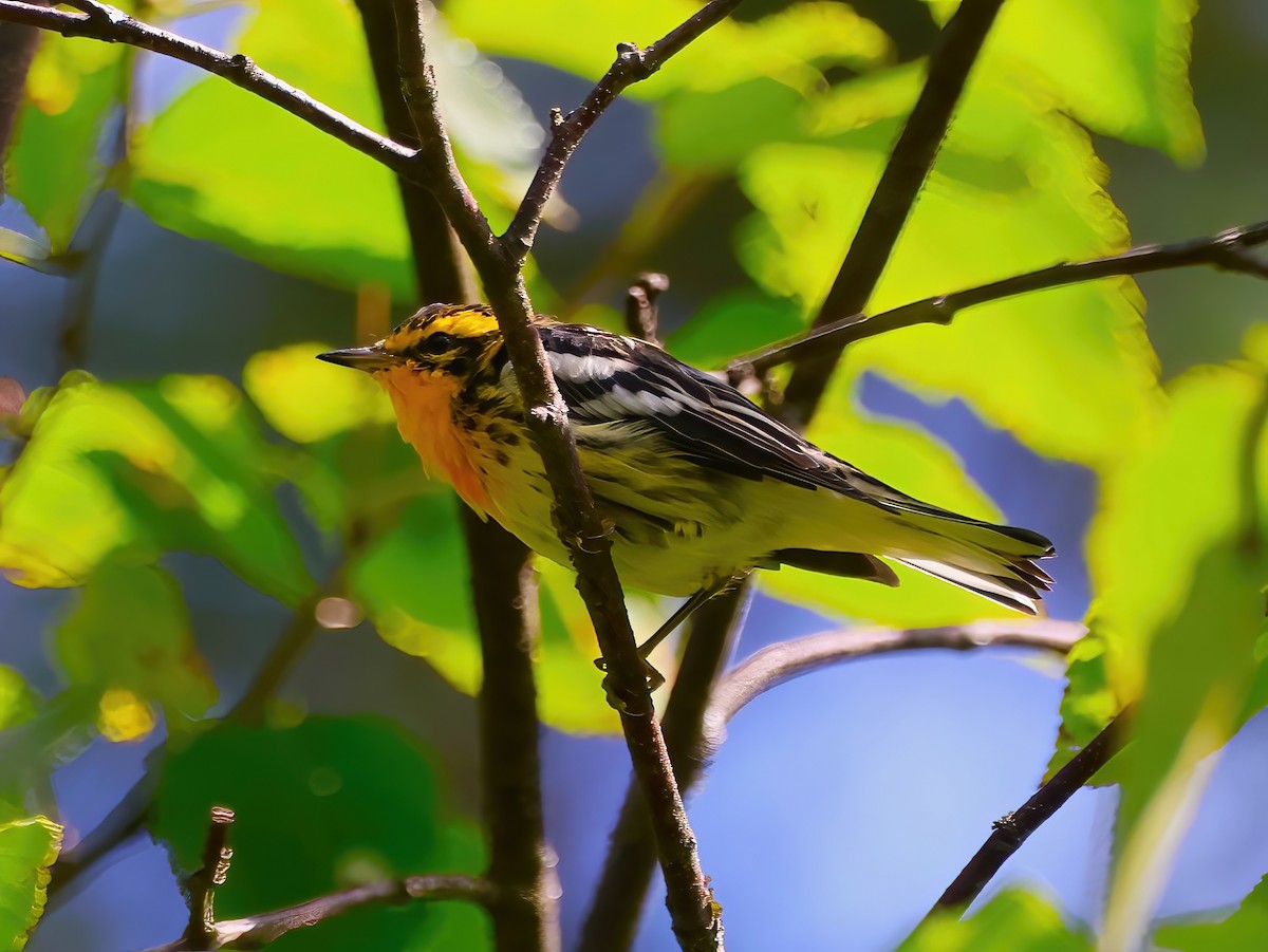 hemlokkparula - ML621781391