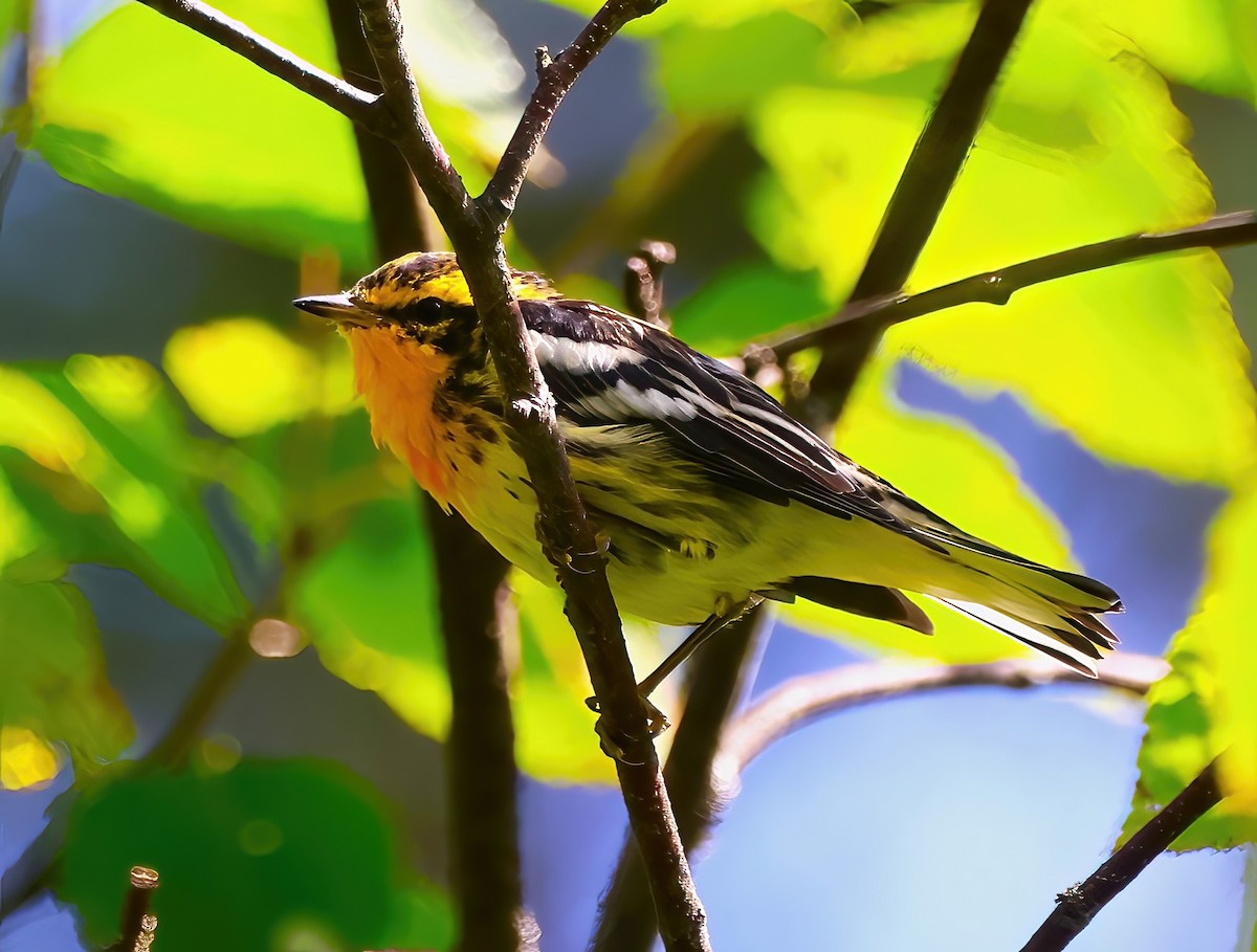 hemlokkparula - ML621781392