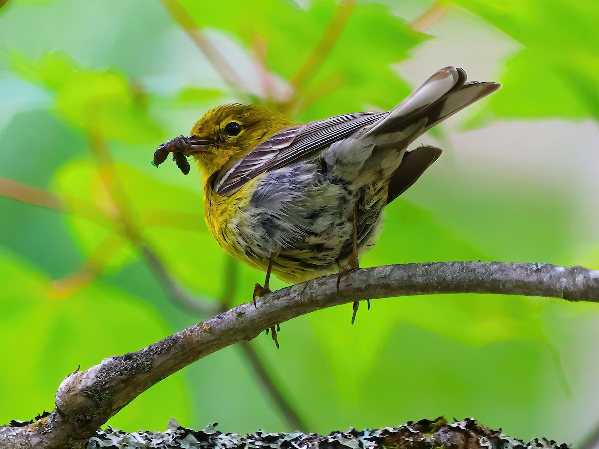 Pine Warbler - ML621781438