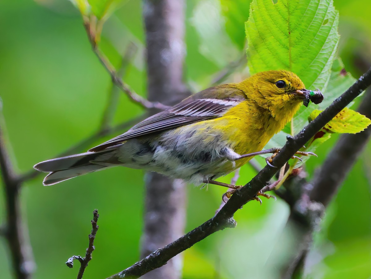 Pine Warbler - ML621781439