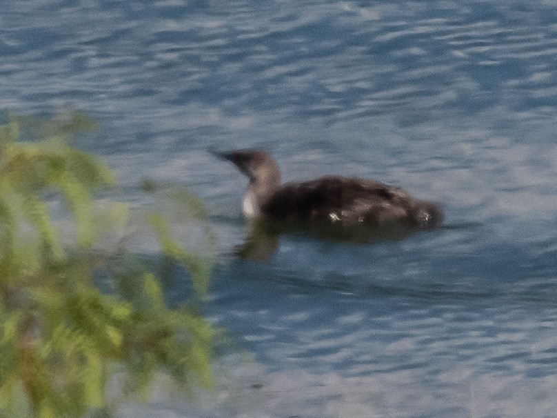 Red-throated Loon - ML621781447