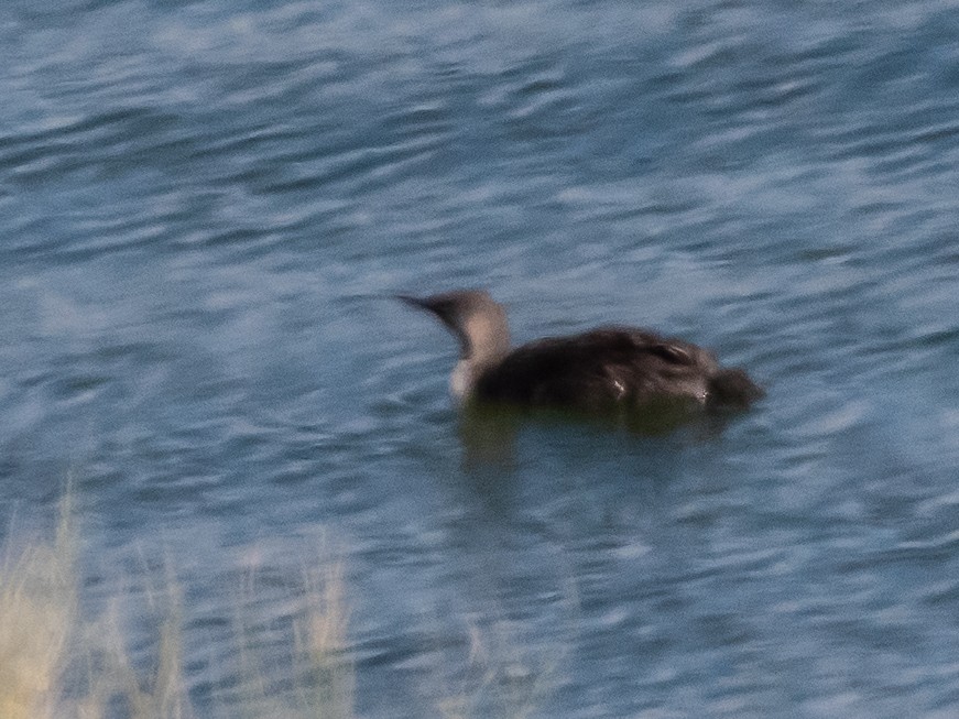 Red-throated Loon - ML621781448