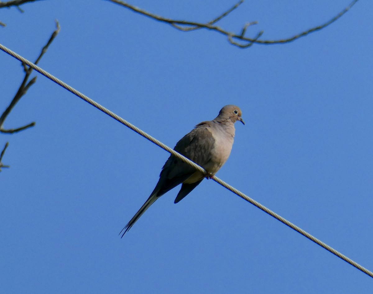 Mourning Dove - ML621781463