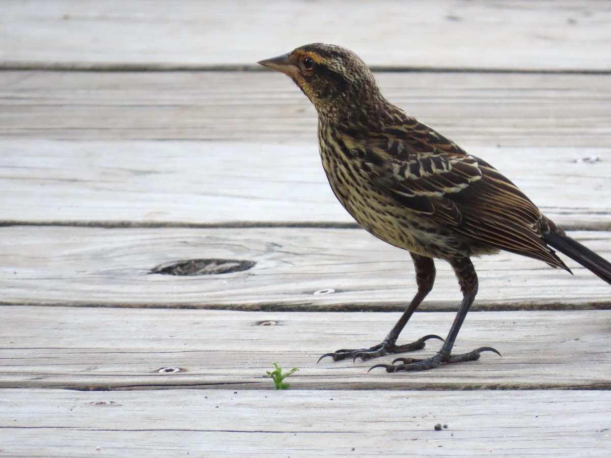 Red-winged Blackbird - ML621781473