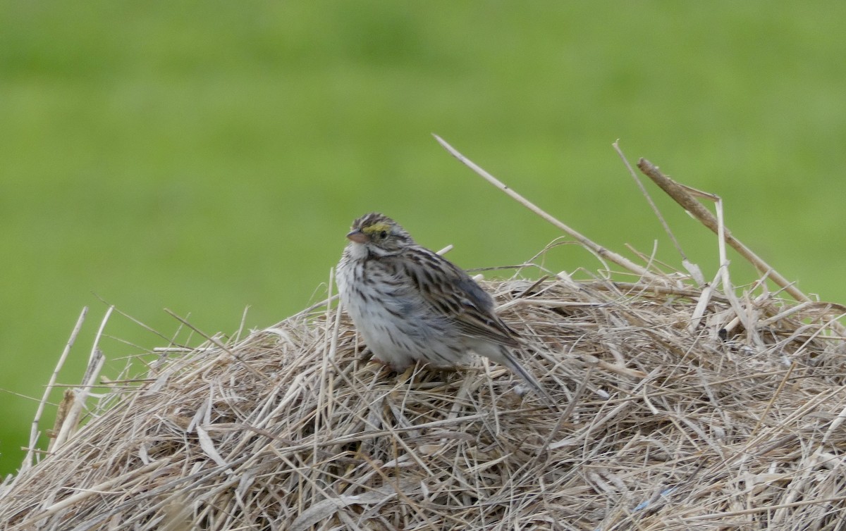 Savannah Sparrow - ML621781547