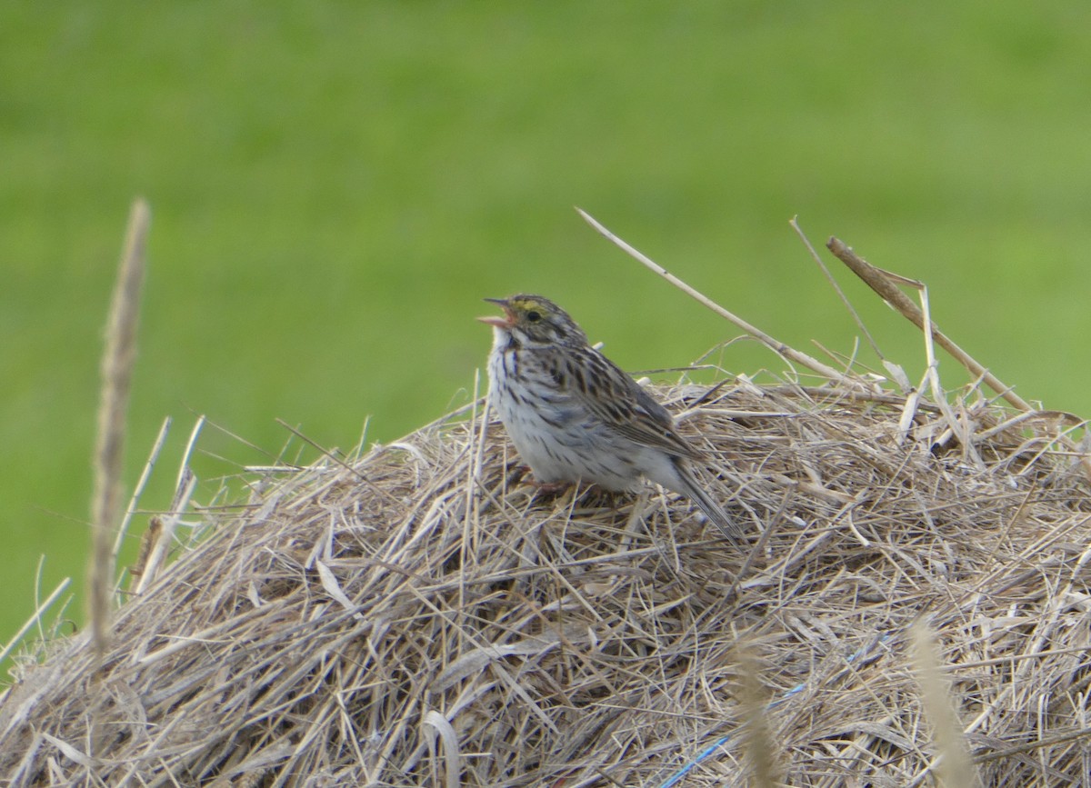 Savannah Sparrow - ML621781548