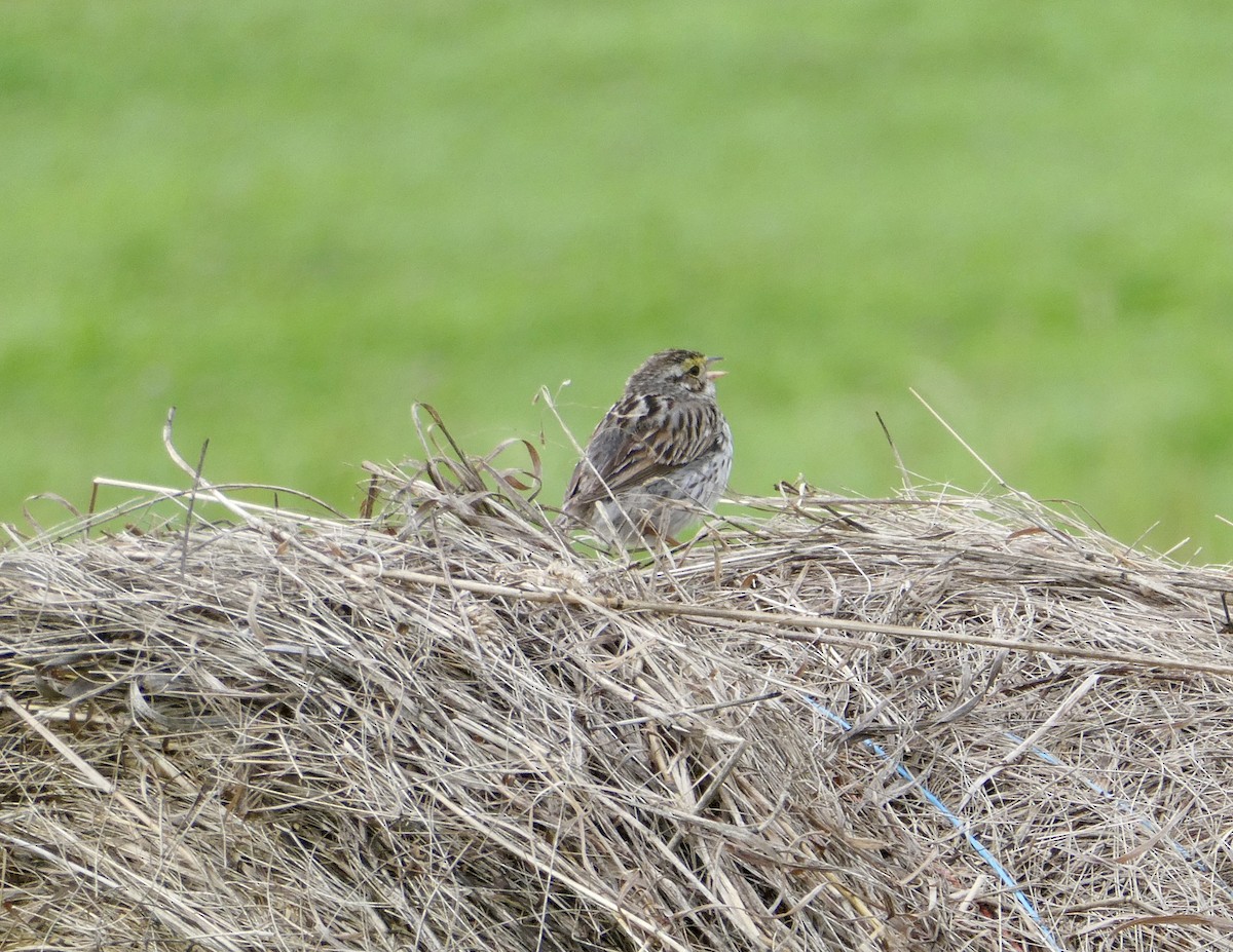 Savannah Sparrow - ML621781549
