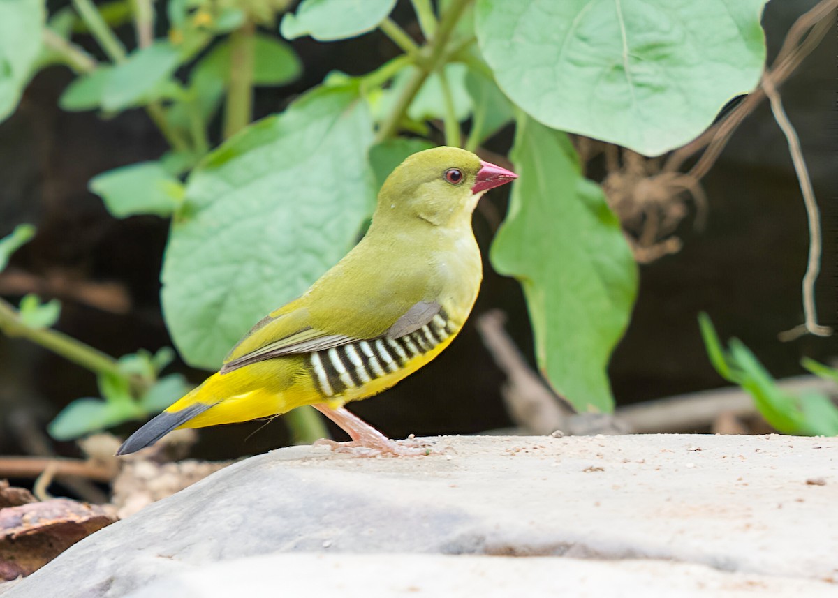 Green Avadavat - ML621781582