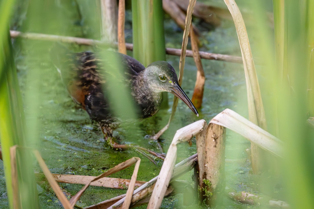 Virginia Rail - ML621781602