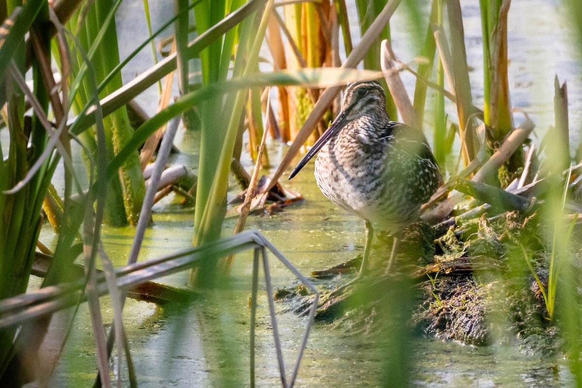 Wilson's Snipe - ML621781635