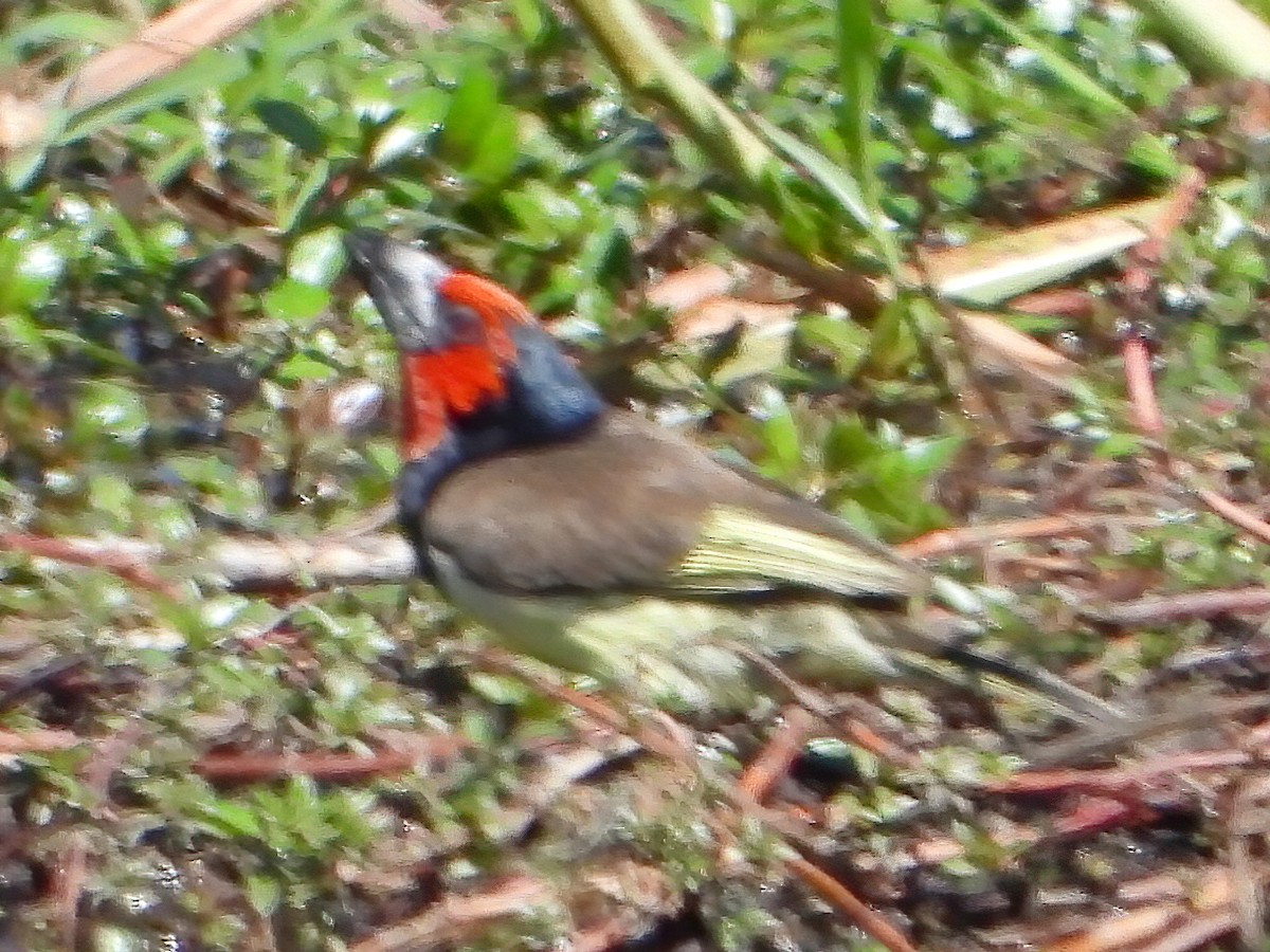 Black-collared Barbet - ML621781660